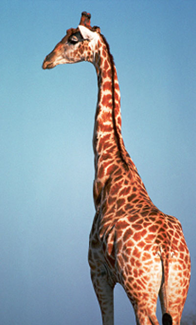 015-giraffe.jpg
